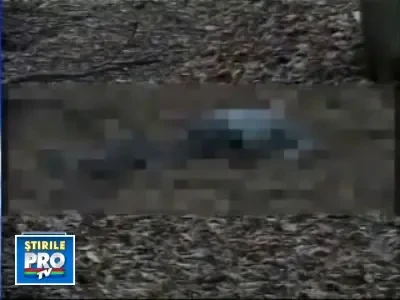 Cadavru in putrefactie, descoperit intr-o padure din Arges