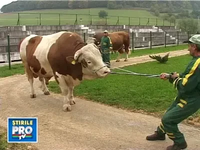 Taurii din Mures au priza la vacutele din Occident!