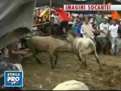 Scene de groaza in Filipine! Zeci de cai, obligati sa se sfasie intre ei