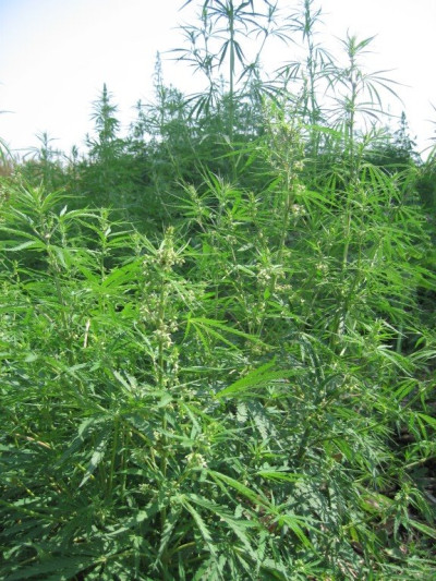 Cultura de canabis, descoperita intr-un sat din judetul Neamt. Politistii au fost surprinsi de ce-au gasit in casa unui roman