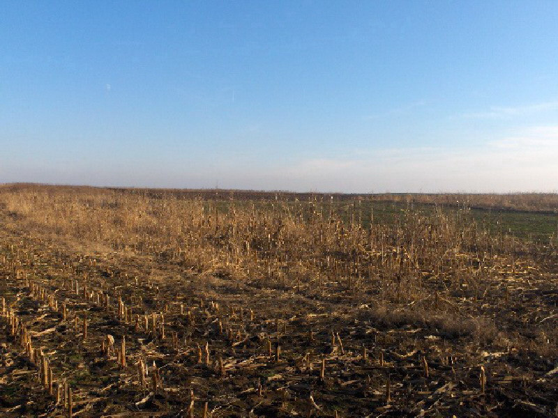 Darnici cu statul, fara voia lor!