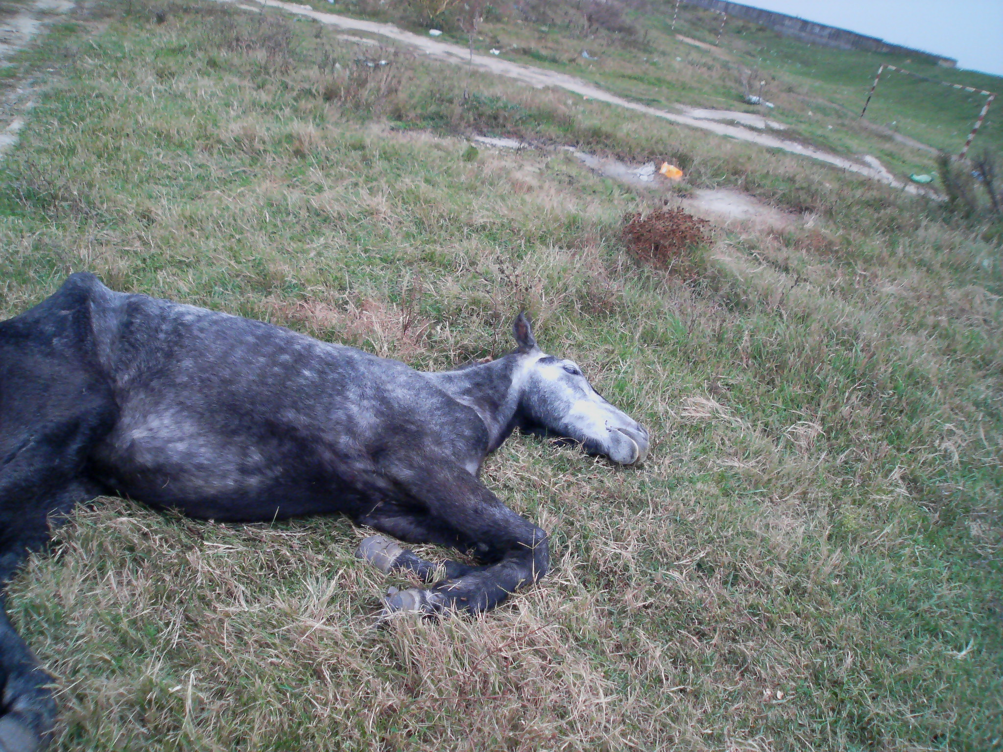 Cruzime fara limite! Cai batuti fara mila si lasati sa moara de foame!
