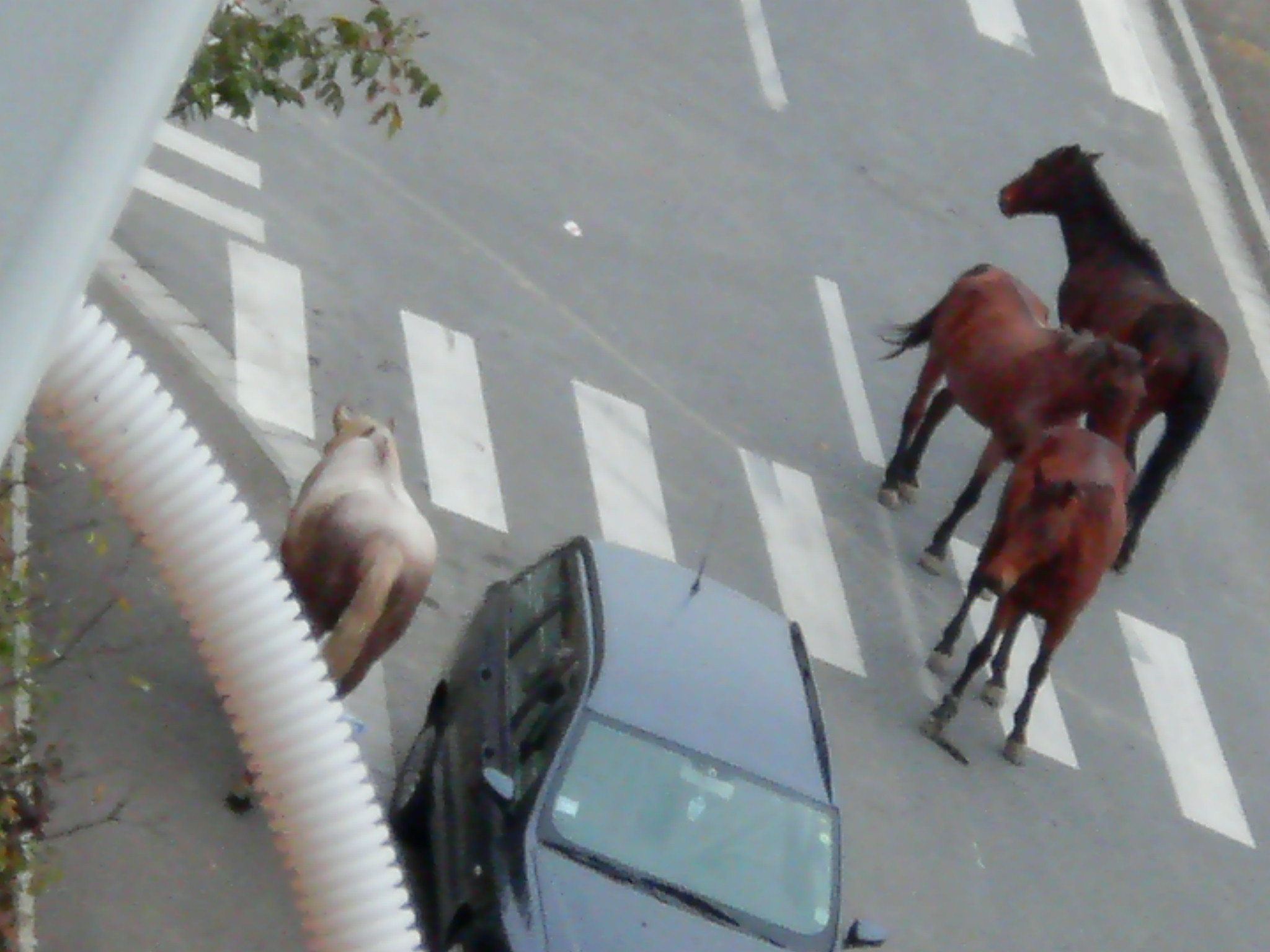 Un cal a murit dupa ce a bagat in spital trei oameni!