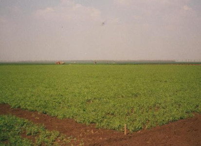 Vin banii pentru infiintarea culturilor agricole