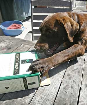 Labrador betiv ce esti, m-ai speriat!