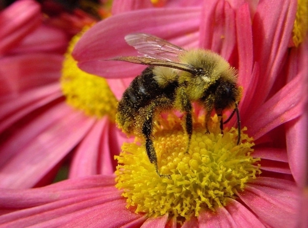 Stiai ca albinele stiu sa numere pana la patru?