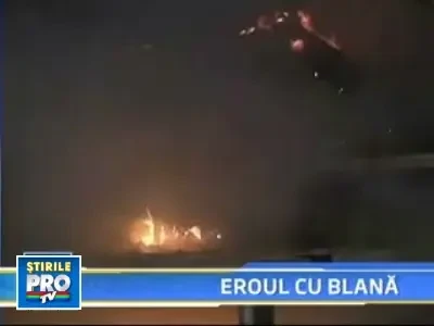 Australia: Un caine, salvator a patru pisici