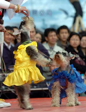 Sarbatoare neobisnuita in Filipine: Haloweenul animalelor