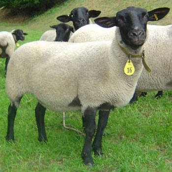 Din lumea celor care nu cuvanta: top stiri cu animale in 2009