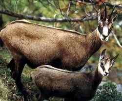 Se numara... caprele negre!