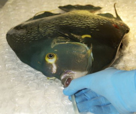 Un peste a fost operat de hernie!