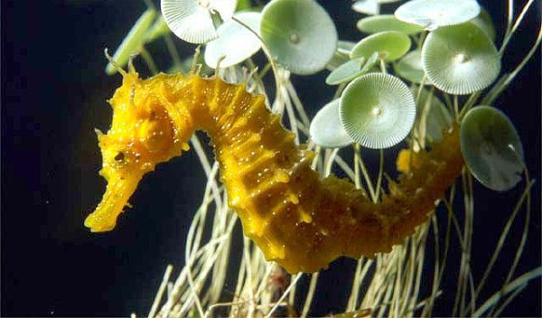 Constanta: calutii de mare, ajutati sa se nasca in laborator