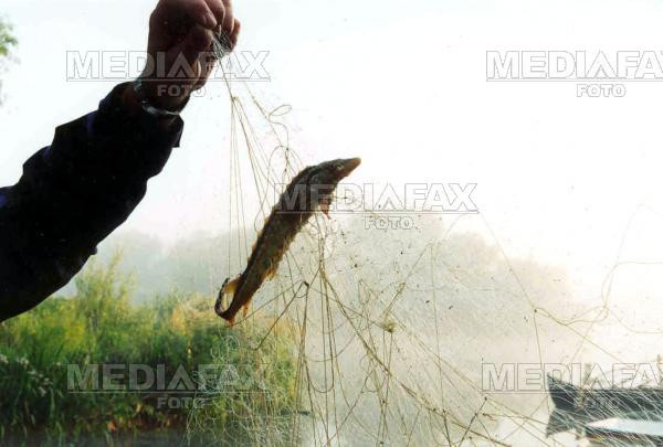 Doi bihoreni, prinsi la braconaj pe un canal colector