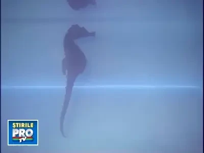 29oct_calutzii20de20mare