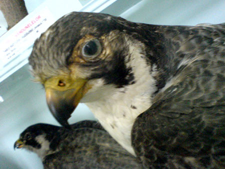 Oferte iesite din comun: avem soimi de vanzare!