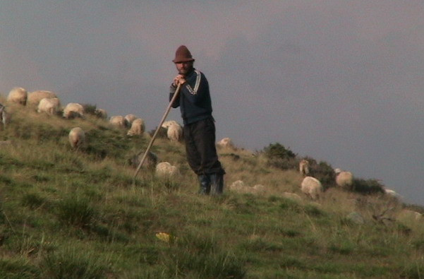 Versiunea sangeroasa a Mioritei la Buzau: cioban omorat cu sange rece