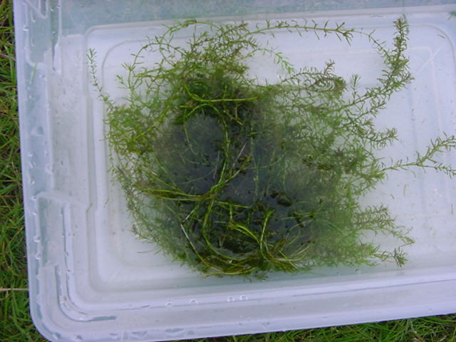 Elodia, ucisa cu ingrasaminte