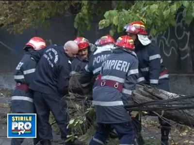 Copac doborat de vant