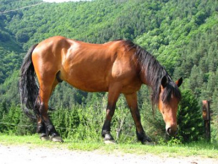 Spectacol periculos: cal de rasa, liber pe strazile Capitalei!