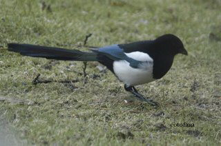 O femeie a ramas fara un picior din cauza unei cotofene