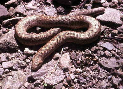 Surpriza veninoasa! S-a trezit cu sarpele incolacit pe motorul masinii