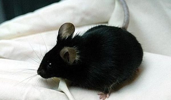Clone vii din soareci congelati! Ce mai urmeaza?