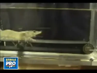 Si crevetii pot fi atleti!