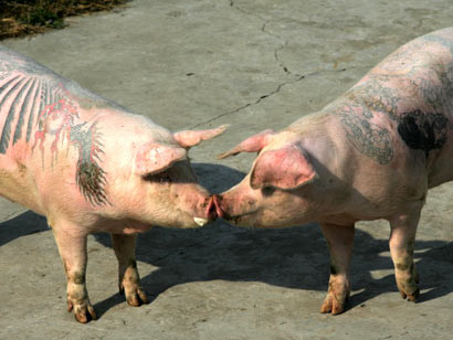 Niste porci tatuati au fost eliminati dintr-o expozitie de arta