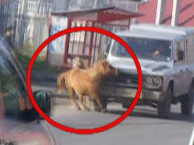 Imagini socante! Ponei loviti de masini in trafic