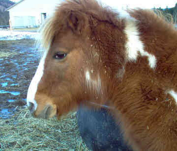 Final fericit in cazul celor doi ponei loviti de masini in trafic la Reghin