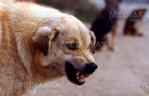 Si-a facut masina praf, din cauza unui maidanez!