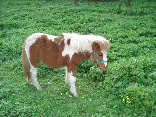 Faceti cunostinta cu Piti, un ponei fioros!