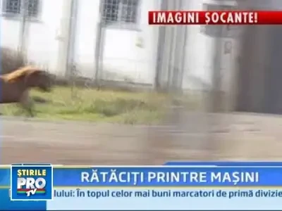 Doi ponei au iesit la plimbare pe o sosea din Reghin