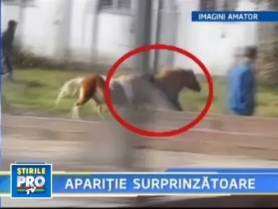 Final fericit in cazul celor doi ponei loviti de masini in trafic la Reghin