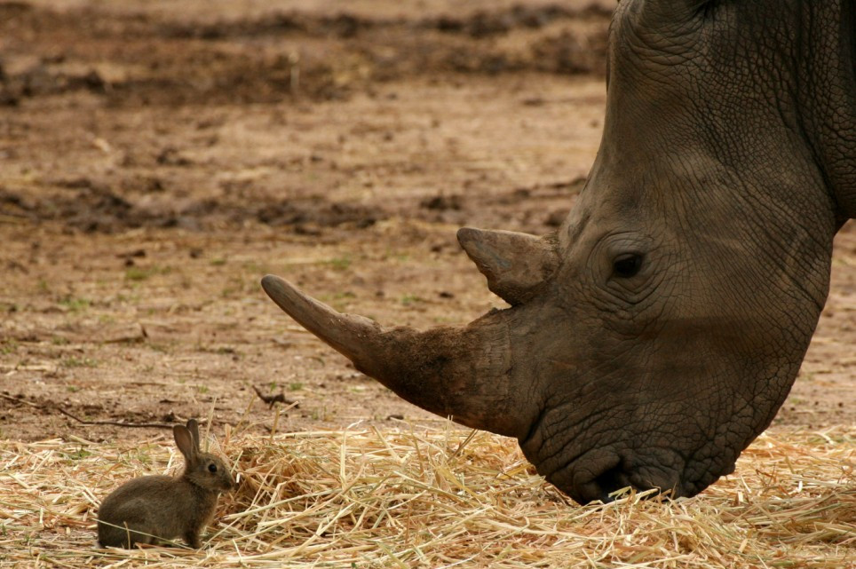 Un "bebelus" de 58 de kilograme! Nu va speriati, e rinocer!