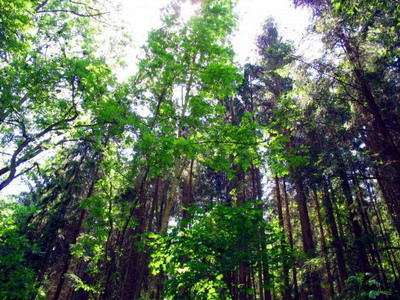 Uita-te in jur, inainte de a cumpara o casa. Ce vezi pe fereastra iti poate influenta durata vietii