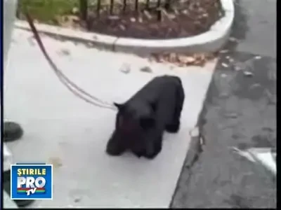 Atentie, caine rau la Casa Alba! Cainele lui Bush a muscat un reporter!