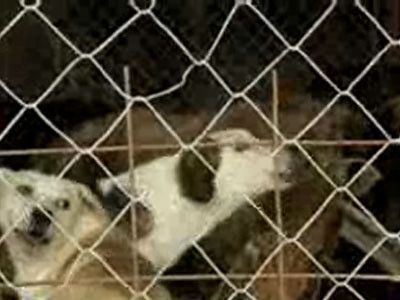 Cainii se mananca intre ei la un adapost care primeste 40.000 de lei lunar