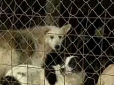 Anchete peste anchete la adapostul de caini din Drobeta Turnu Severin