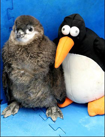 Cand nu ai pe nimeni, si o jucarie iti este prieten!