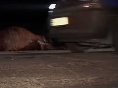 Abator pe soseaua Pitesti-Campulung! Patru cai spulberati de o masina!