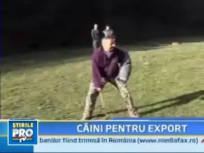 Cainii din Romania vor invata in curand engleza