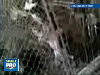 Anchete peste anchete la adapostul de caini din Drobeta Turnu Severin