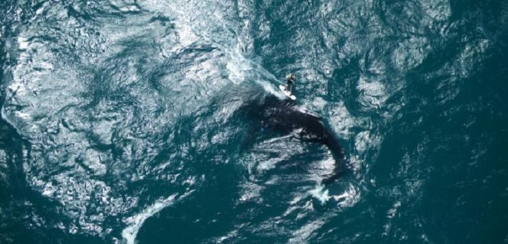 A facut surfing cu o balena!