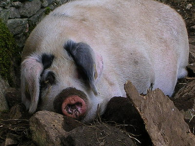 Pomana porcului bate norma UE