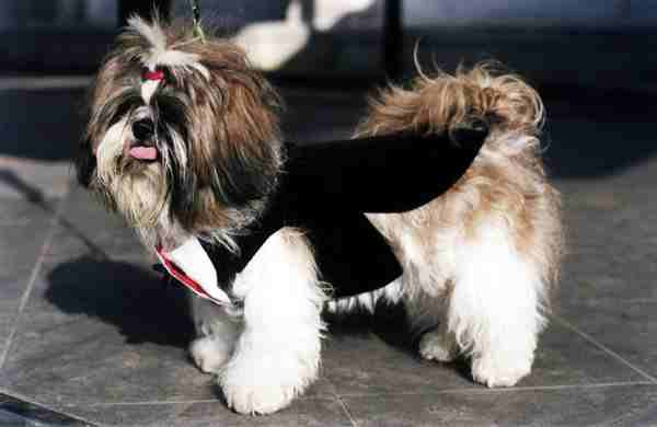 Hainutele pentru catei "Obama", un adevarat trend printre parizieni