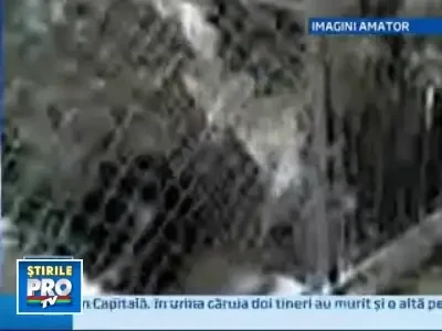 Anchete peste anchete la adapostul de caini din Drobeta Turnu Severin