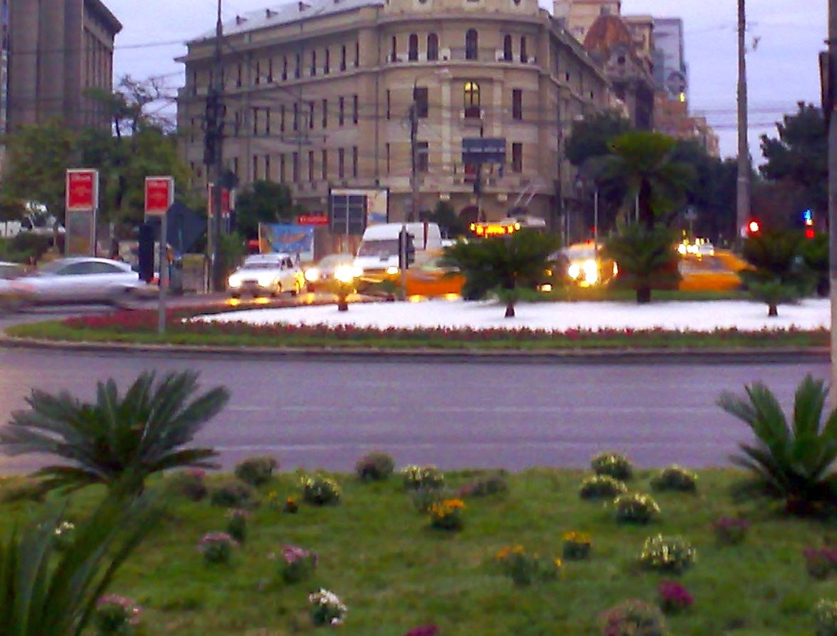 La subrat cu palmieru'! Hotii au prins "drag" de plantele exotice