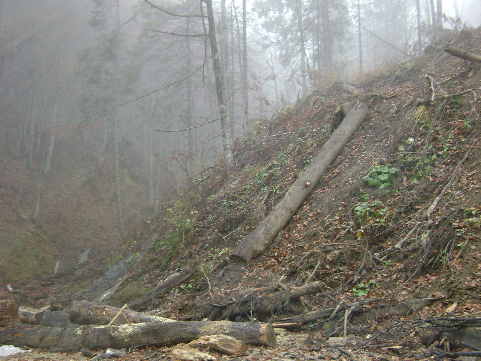 Ni se fura oxigenul! Paduri defrisate chiar in zonele protejate prin lege