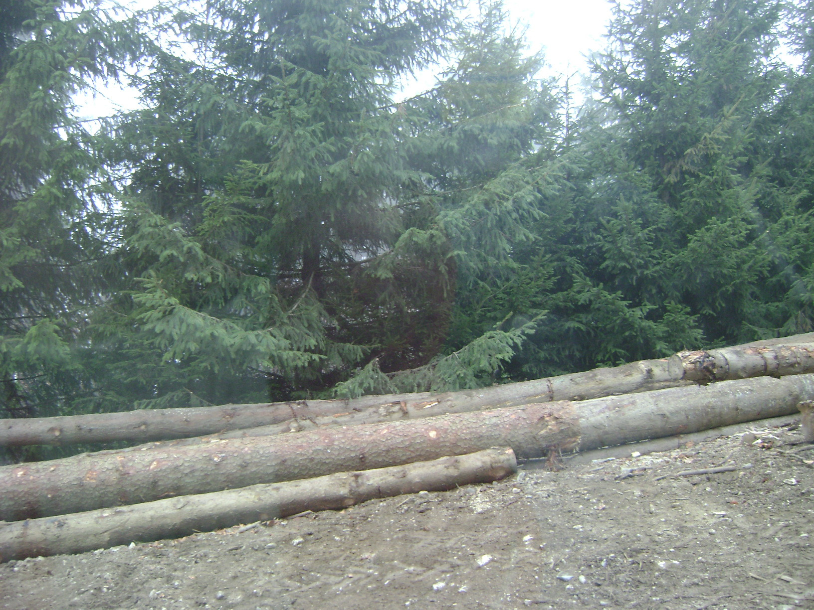 Lupul paznic la oi. Angajati sa pazeasca padurea, primii la taiat copacii